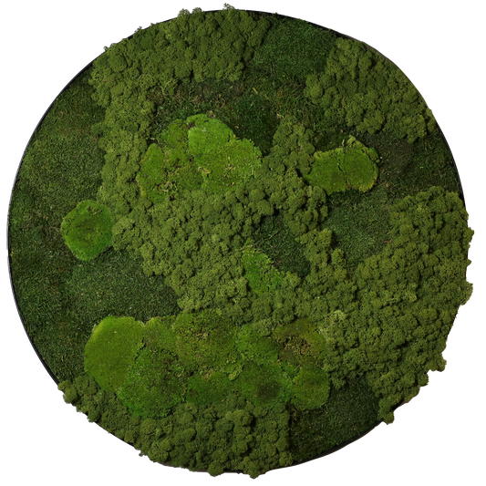 Mosschilderij Cirkel Staal - Mos Mix