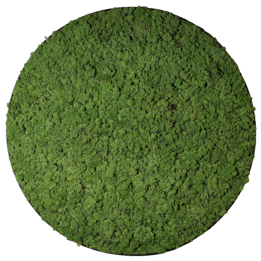 Mosschilderij Cirkel Staal - Rendiermos