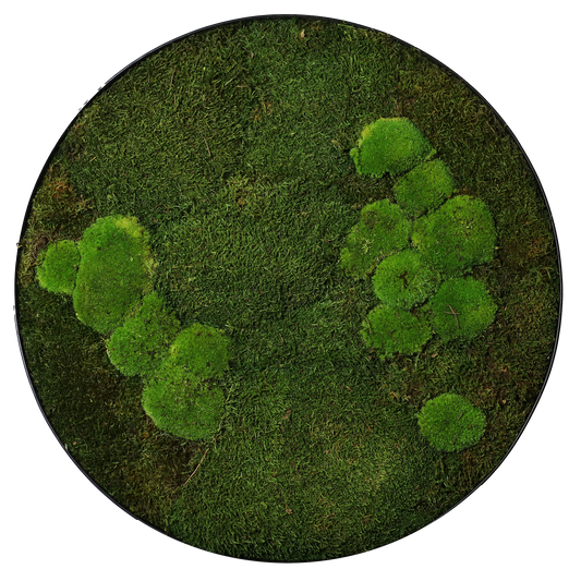 Mosschilderij Cirkel Staal - Bol & Lappenmos