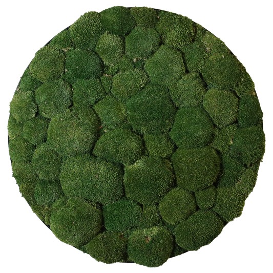 Mosschilderij Cirkel Staal - Bolmos