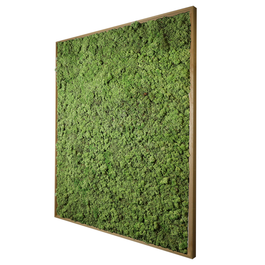 Mosschilderij Rechthoek Hout - Rendiermos