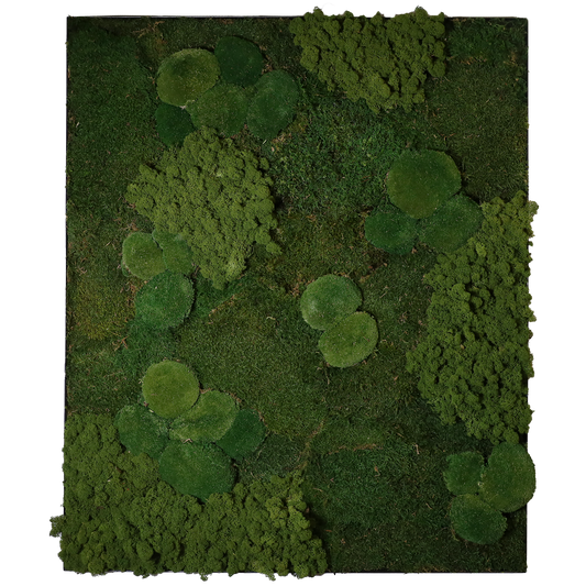 Mosschilderij Rechthoek Staal - Mos Mix