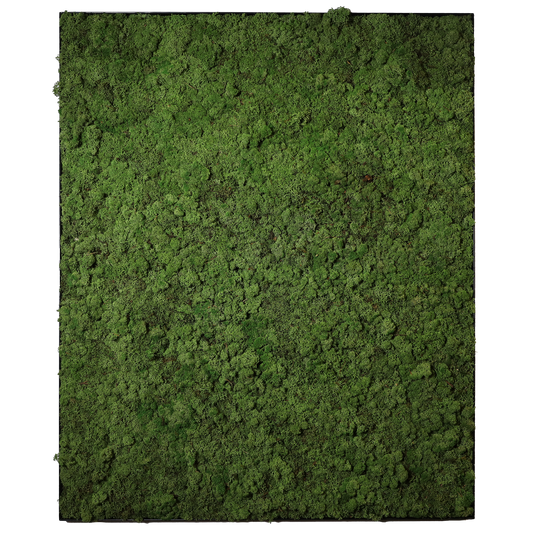 Mosschilderij Rechthoek Staal - Rendiermos