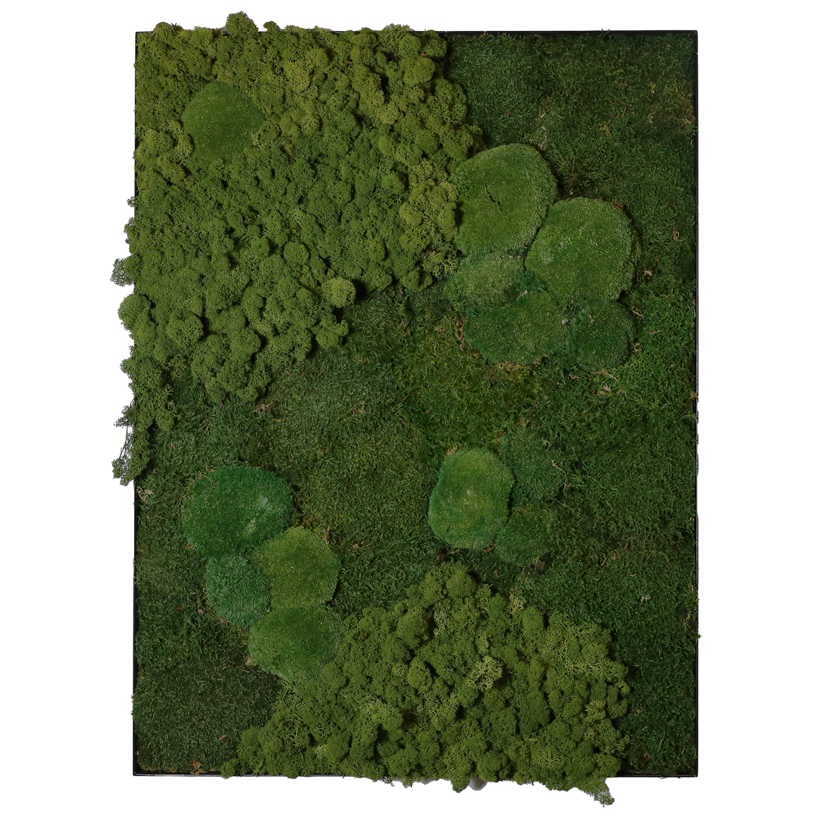 Mosschilderij Rechthoek Staal - Mos Mix