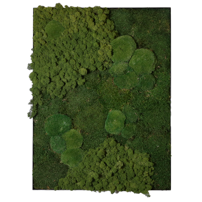 Mosschilderij Rechthoek Staal - Mos Mix